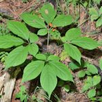 ginseng quinquefolius plant