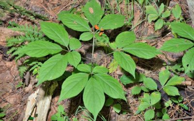 When Does Ginseng Have Berries?