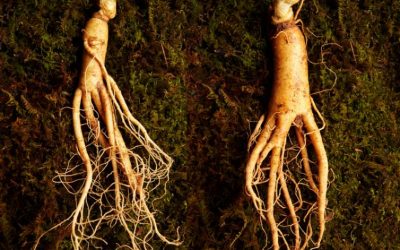 How to Identify Ginseng (Panax quinquefolius)