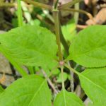 Ginseng quinquefolius stem, petiole, and leaves.
