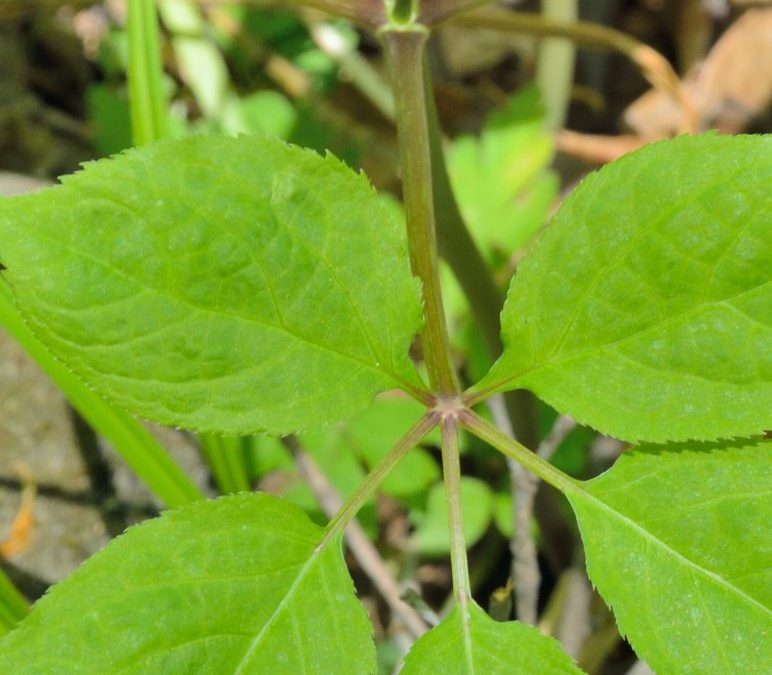 Does Ginseng Have Thorns?