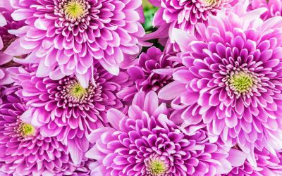 Symbolism and Uses of Crysanthemums