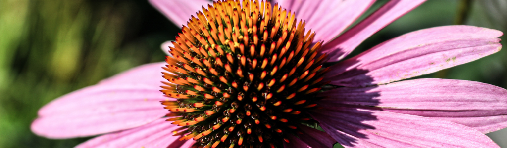 echinacea header