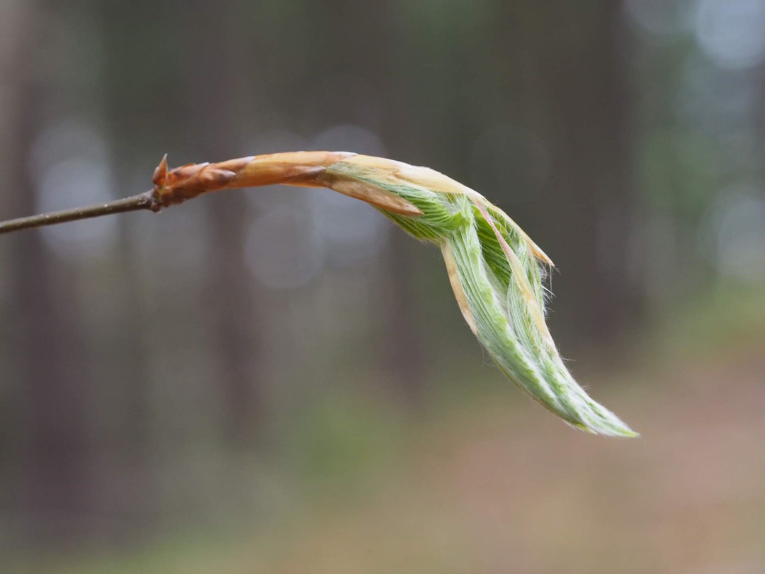 Call for Beech Leaf & Soil Samples