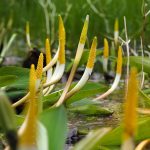 Orontium aquaticum, golden club. Copyright D. K. Berard 2023